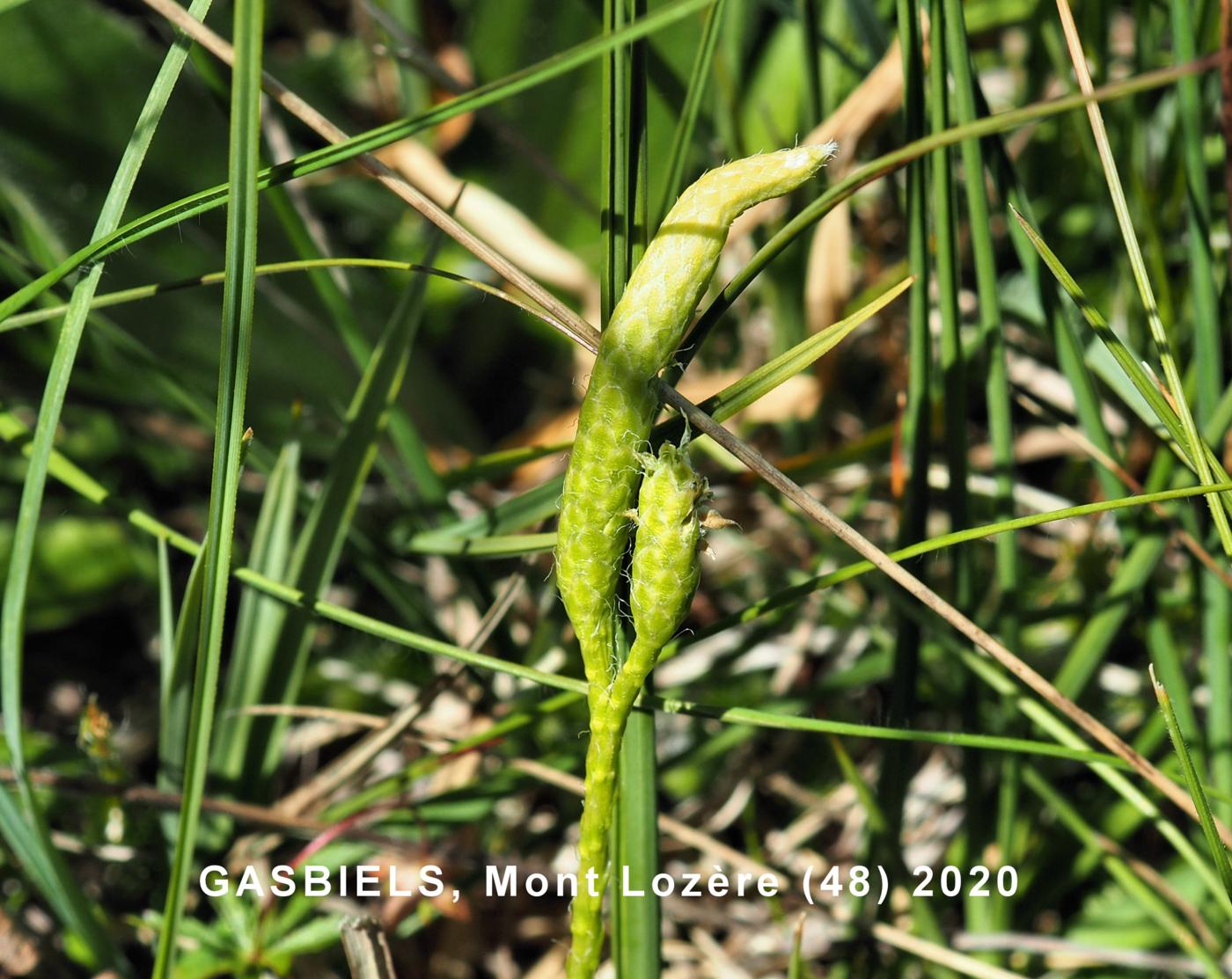 Clubmoss, Stagshorn fruit